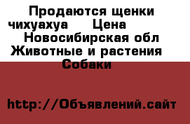 Продаются щенки чихуахуа;) › Цена ­ 10 000 - Новосибирская обл. Животные и растения » Собаки   